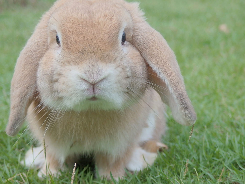 Bunny 2