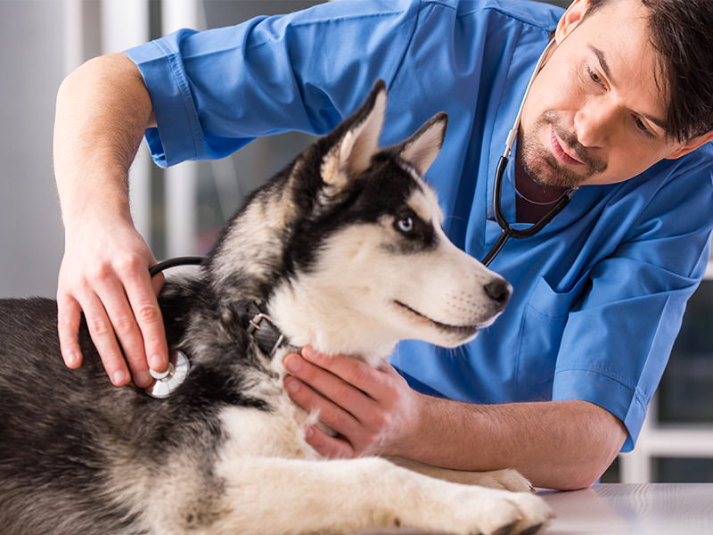 Male Vet with Dog 3